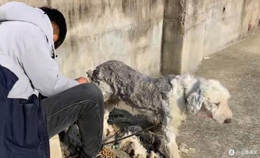 替主人看家护院的忠犬,却没有基本的食物供给,原因让人唏嘘不已