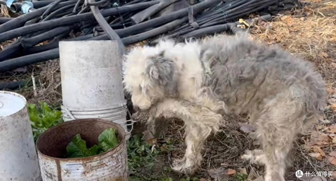 替主人看家护院的忠犬,却没有基本的食物供给,原因让人唏嘘不已