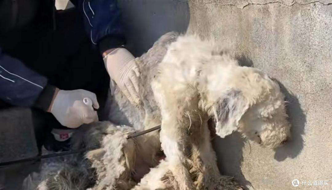 替主人看家护院的忠犬,却没有基本的食物供给,原因让人唏嘘不已