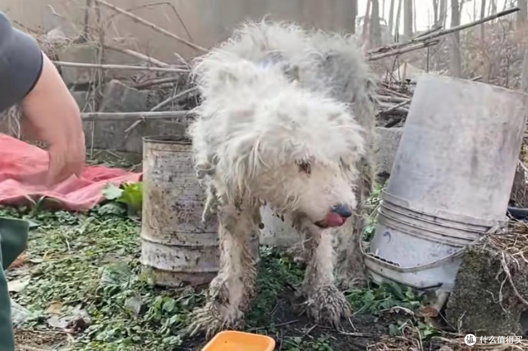 替主人看家护院的忠犬,却没有基本的食物供给,原因让人唏嘘不已