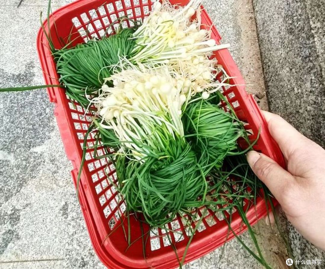 把春天吃进肚里，看看这些春菜，你家吃过吗？