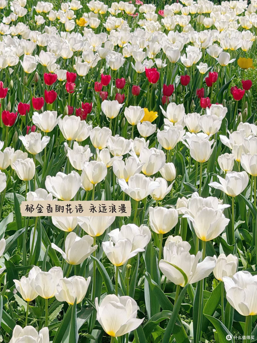 郁金香盛开,周末野餐好去处