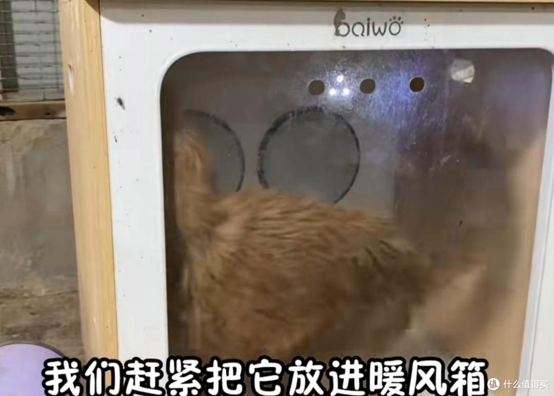 卑微的流浪狗,两次被人收养,结局却有着天壤之别