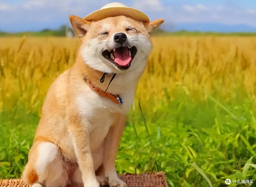 毛发差 = 没喂对!美毛狗粮推荐,让狗狗重回颜值巅峰!