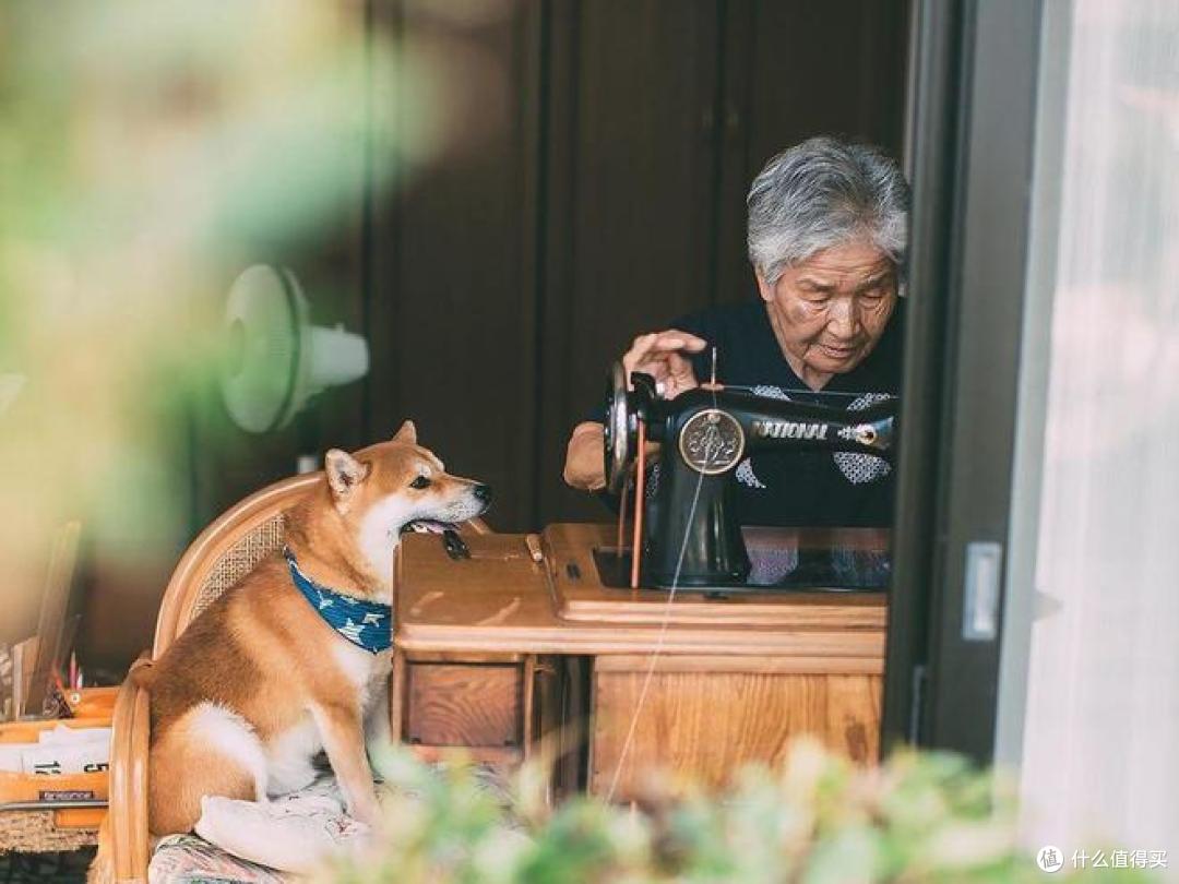 宠物也会老年痴呆?这几个信号要注意