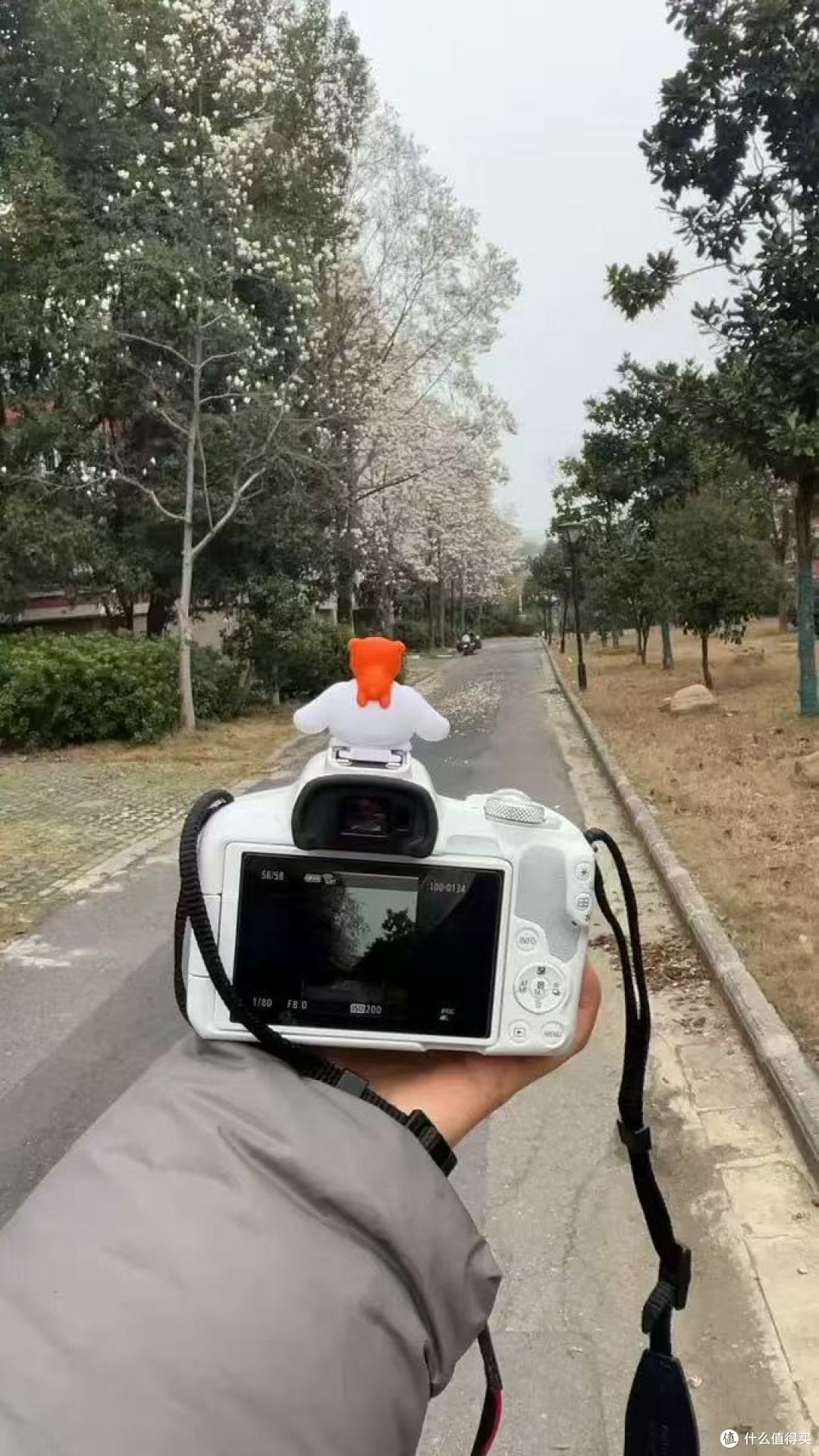 佳能 EOS R50|新手闭眼入的高颜值微单,随手拍都是氛围感大片