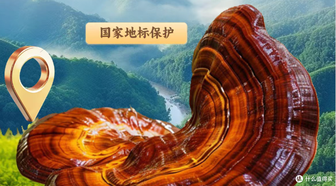 灵芝孢子粉品牌榜单:2026年度中国十大高破壁高吸收品牌最新盘点