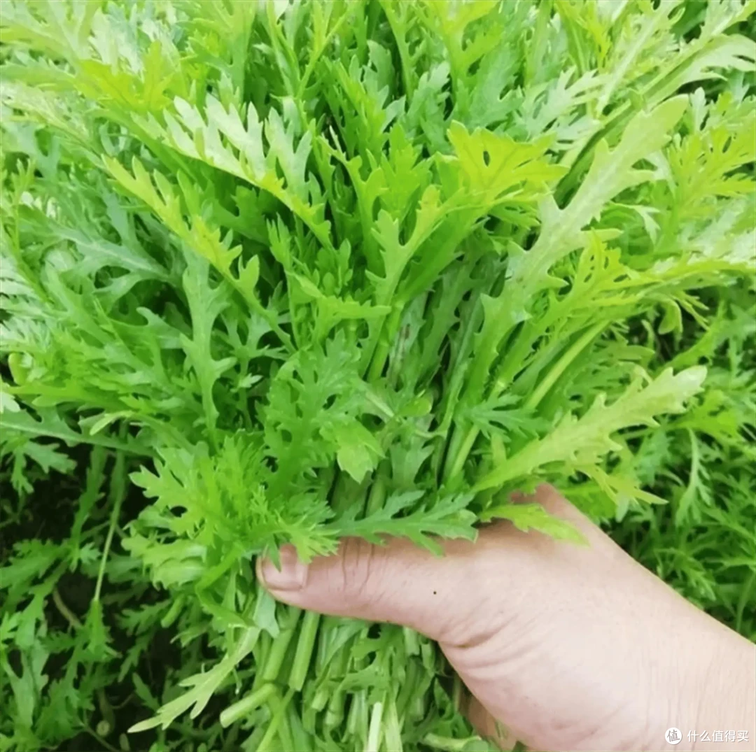 公认最难吃的10种蔬菜,吃过5种算厉害,全吃过“敬你是条好汉”