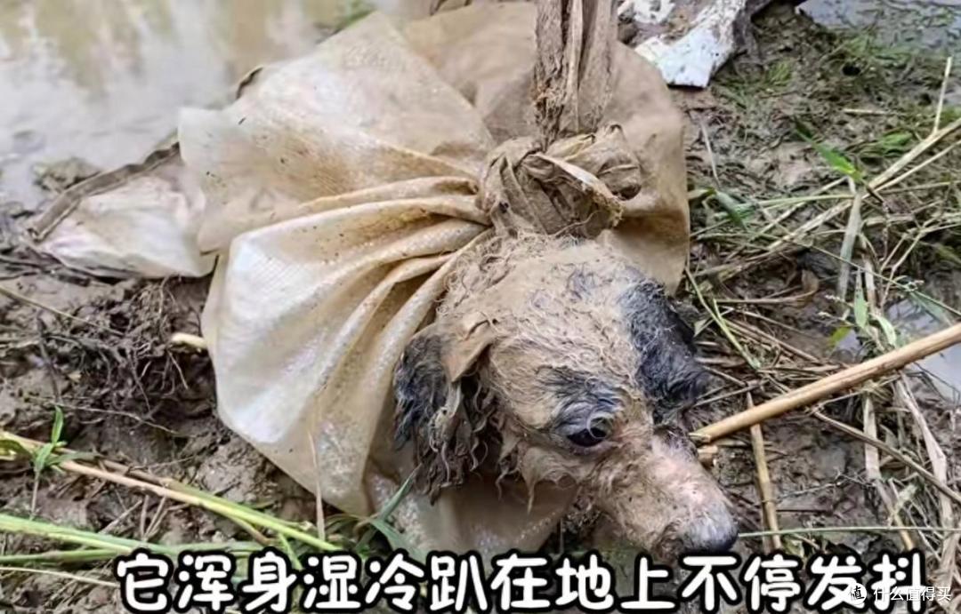 倒霉的狗狗没遇到好主人，被狗主人装进麻袋丢河里，差点去汪星