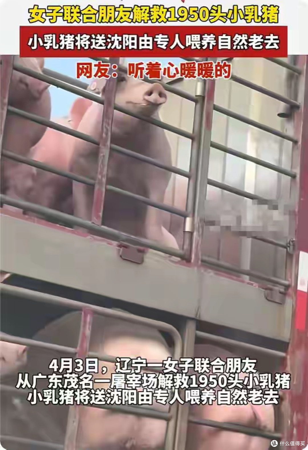 女子众筹58万救1950头祭祀乳猪！网友热议：有钱不帮人，专救猪？