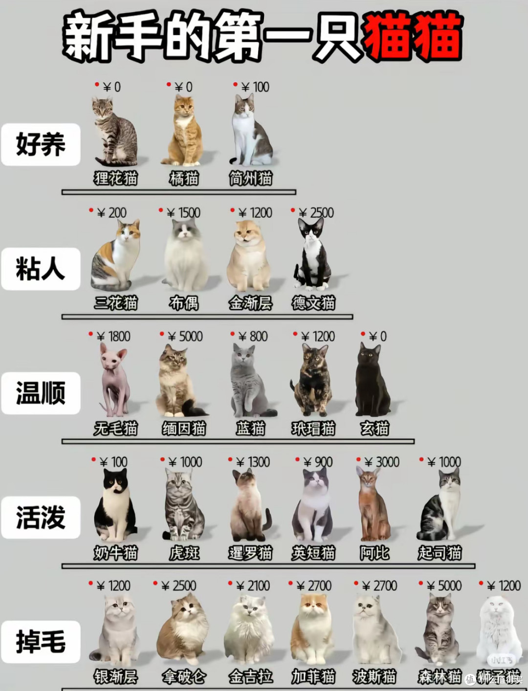 新手的第一只猫猫:从选猫到日常照料的实用攻略