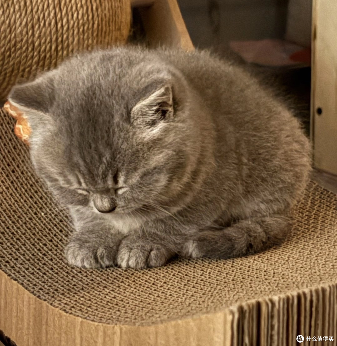 新手的第一只猫猫:从选猫到日常照料的实用攻略