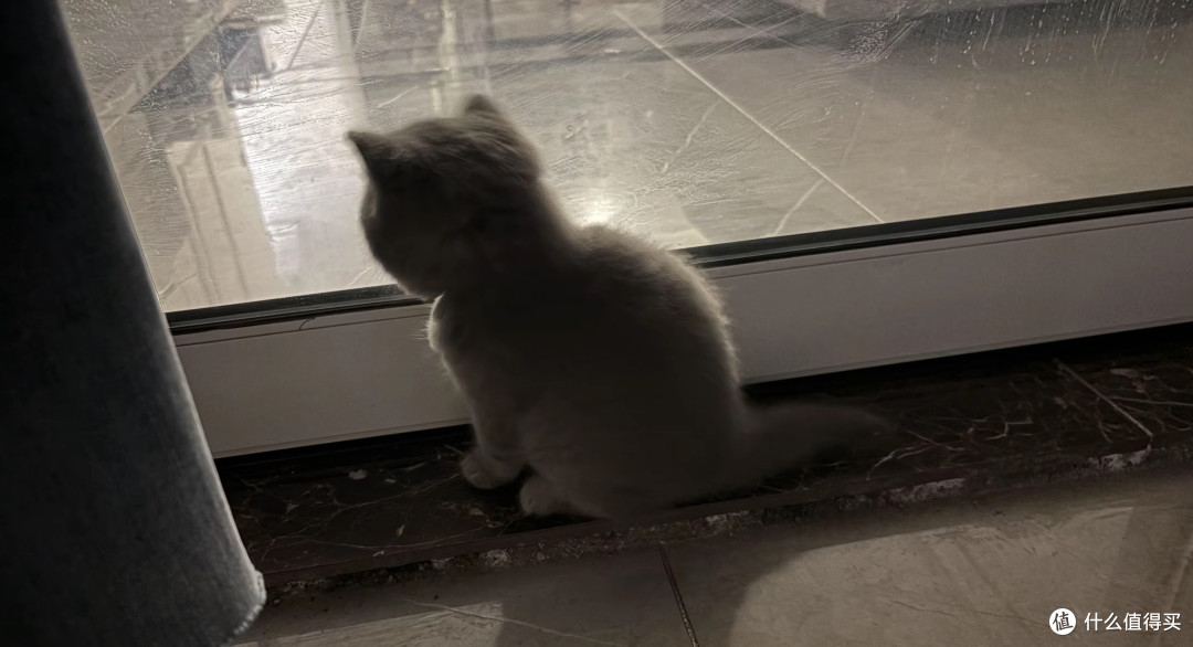 新手的第一只猫猫:从选猫到日常照料的实用攻略