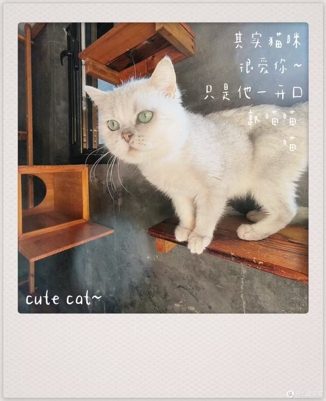 找到可以带猫入住的亲子民宿了,带娃又带猫的看过来