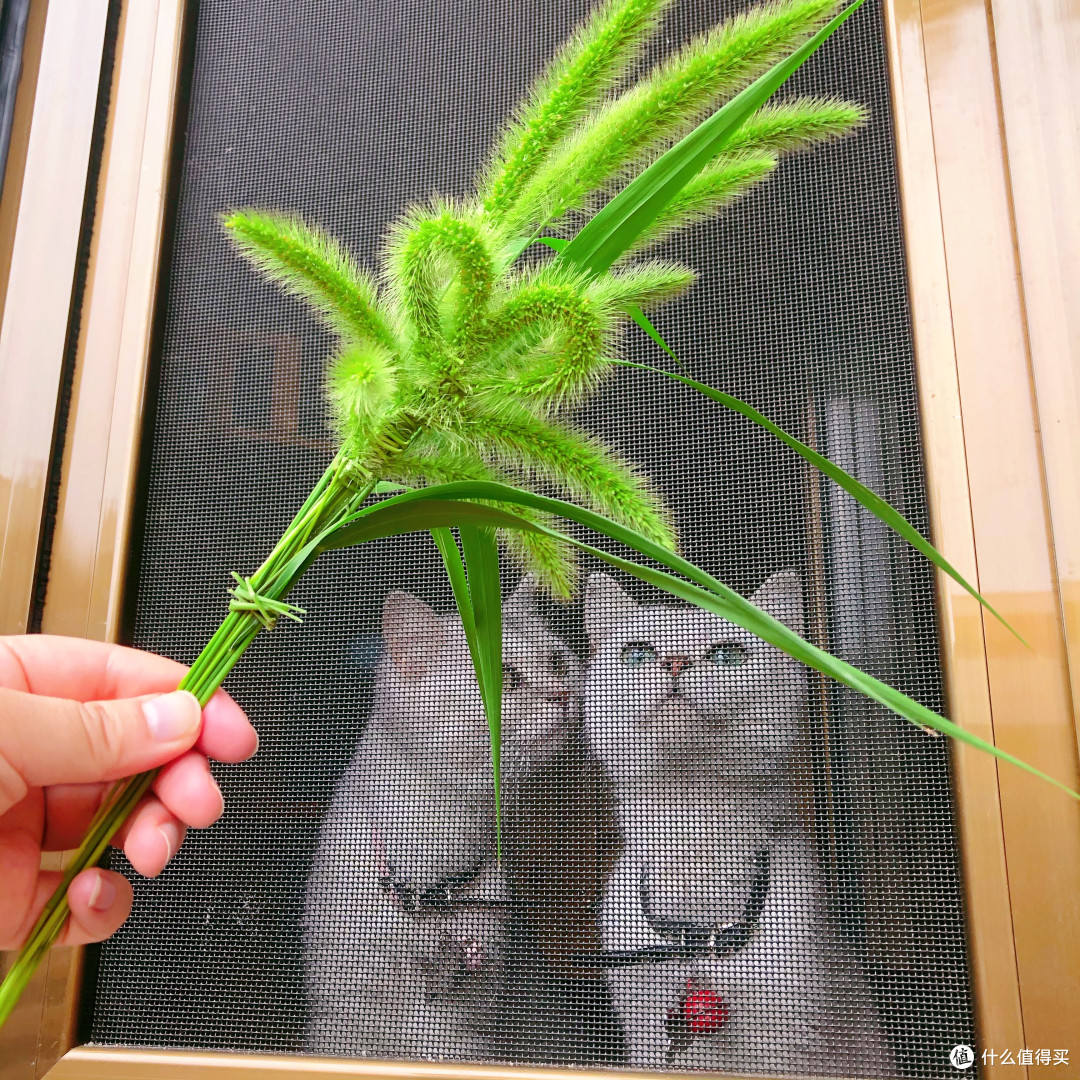 找到可以带猫入住的亲子民宿了,带娃又带猫的看过来