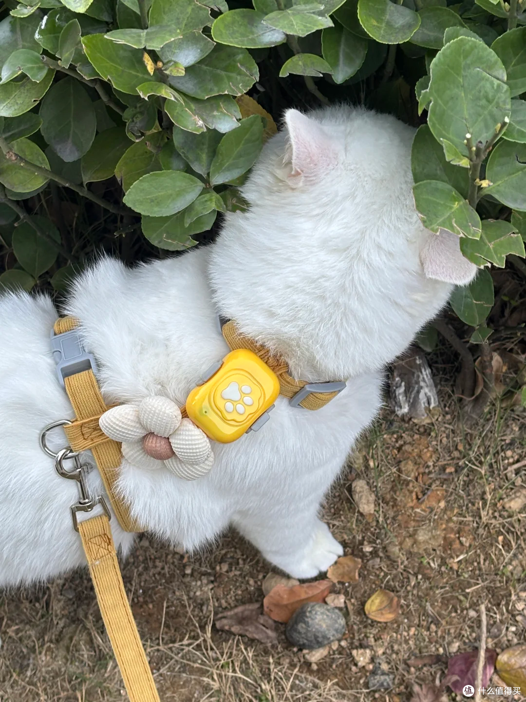给收编的流浪猫戴了个68宠物定位器!超好用!!