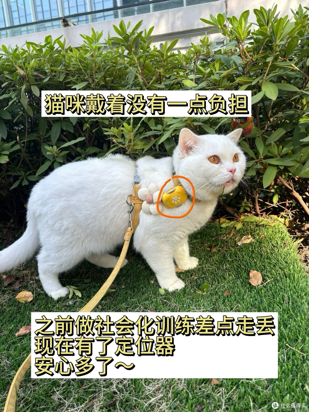 给收编的流浪猫戴了个68宠物定位器!超好用!!