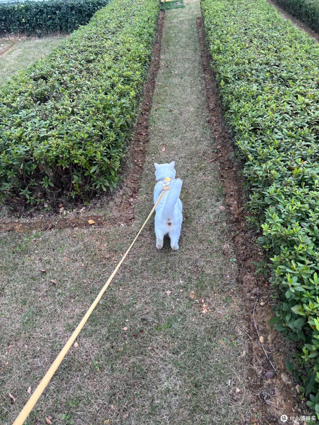 给收编的流浪猫戴了个68宠物定位器!超好用!!