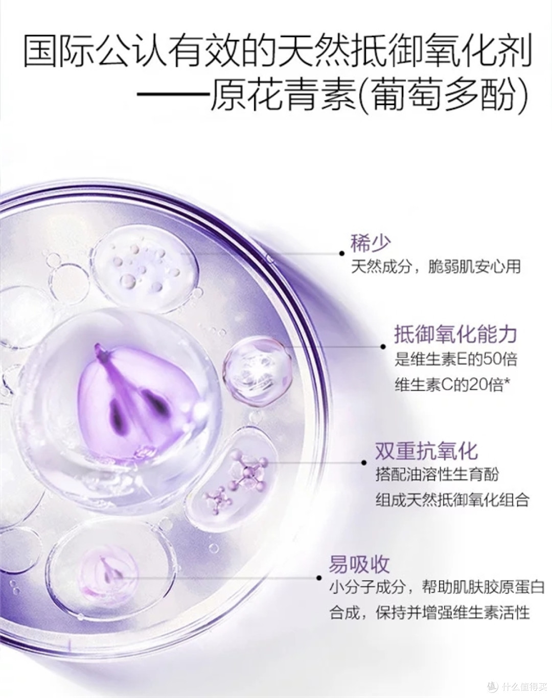 葡萄籽哪个牌子原花青素含量高?2026公认葡萄籽榜单分享