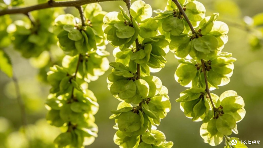 4月榆钱正当时,4种简单好吃做法,错过就得等一年