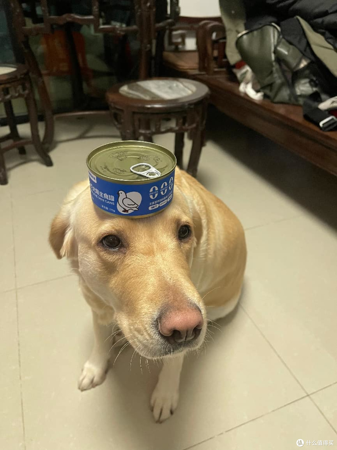 狗狗偷吃猫罐头?可能会伤胃!试试希喂狗罐头,呵护肠胃更健康