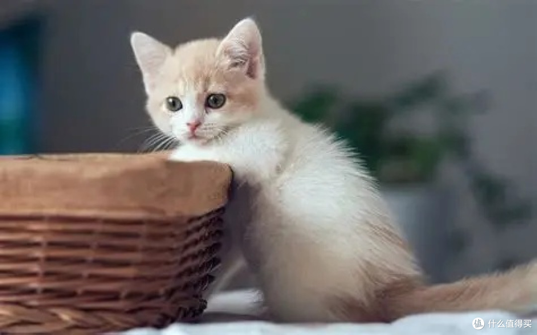 猫咪软便不知道怎么选猫粮?2026年央视评测十大放心猫粮品牌推荐