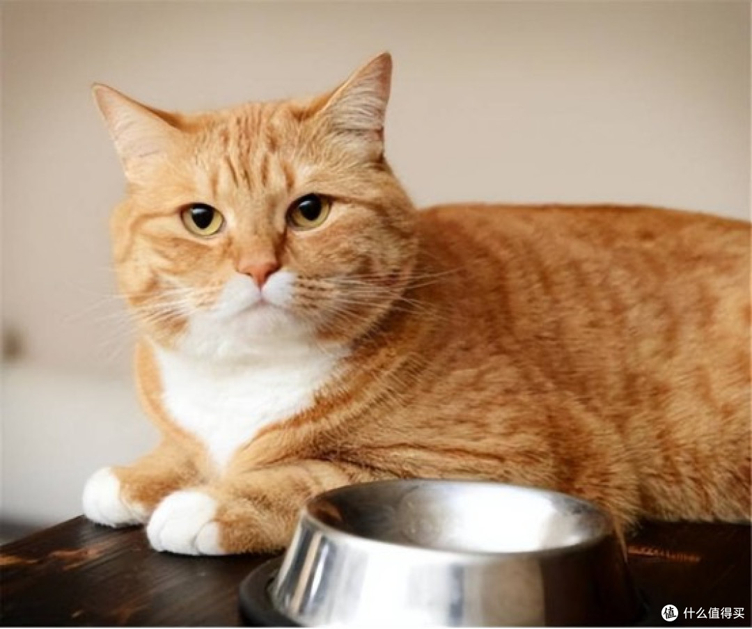 皇家猫粮怎么样?2026五款便宜又好的猫粮推荐