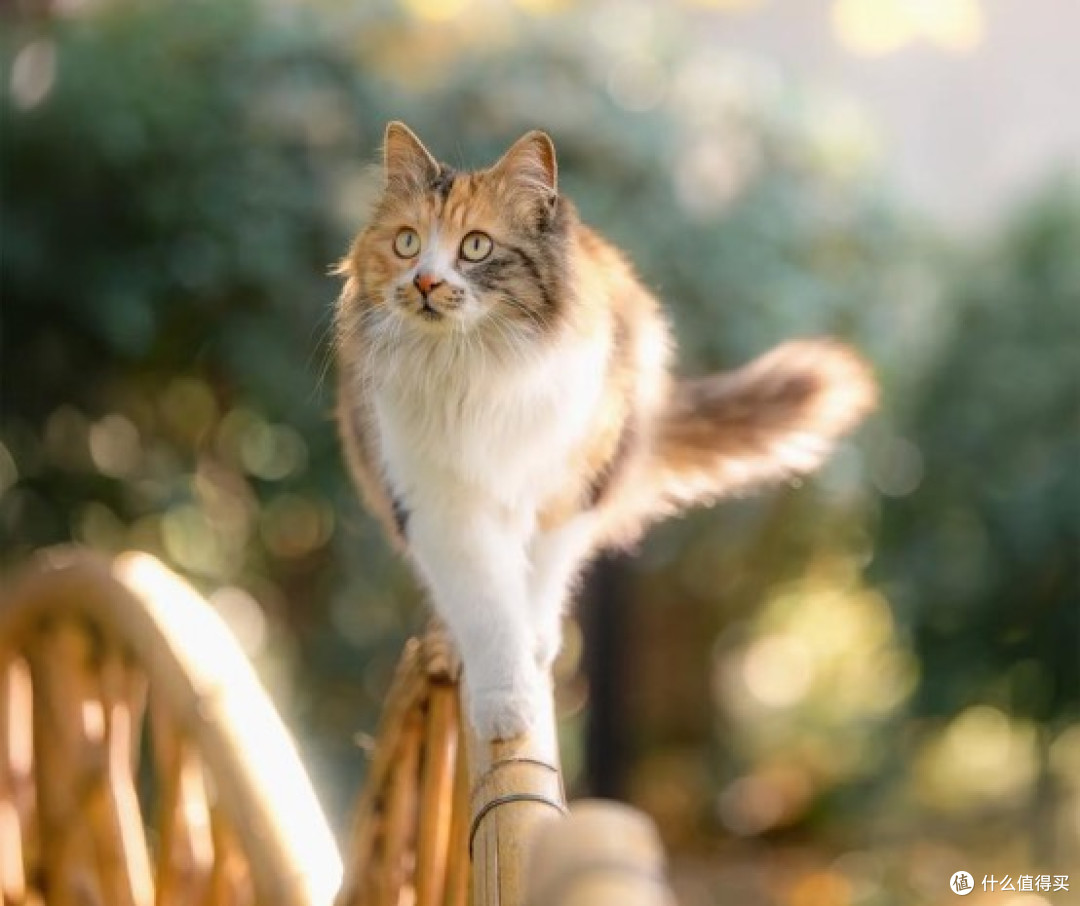 皇家猫粮怎么样?2026五款便宜又好的猫粮推荐