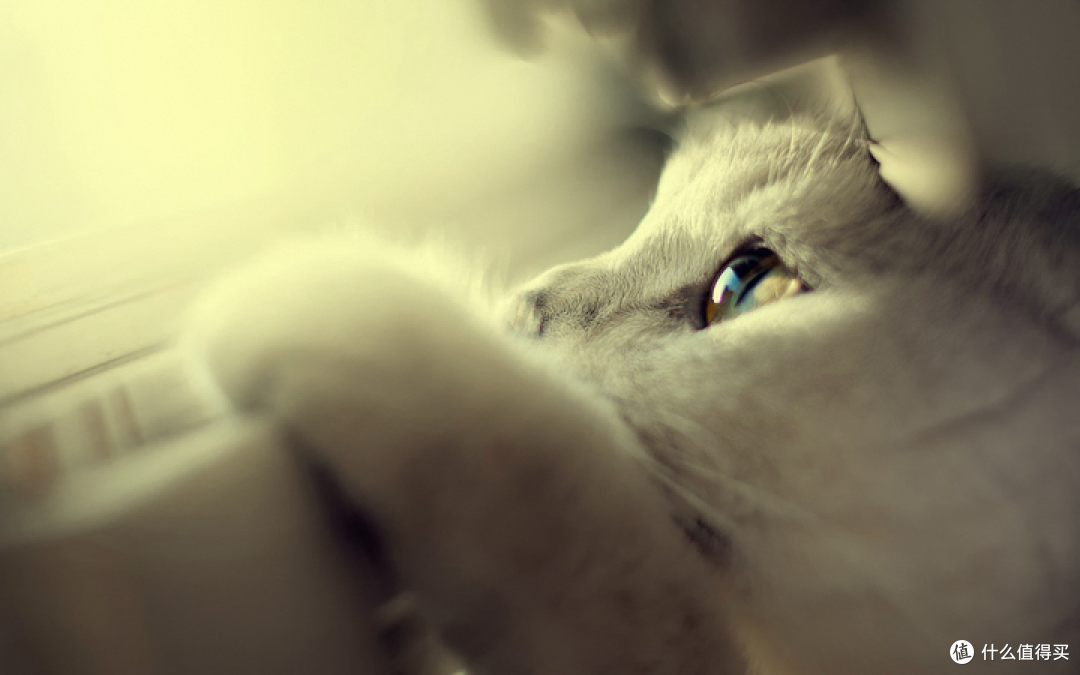 猫粮那个好？猫咪光吃不长肉？看看这份2026十大放心猫粮国产名单