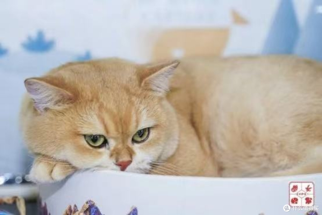 希喂猫粮怎么样?2026最新天然猫粮排行榜新鲜出炉