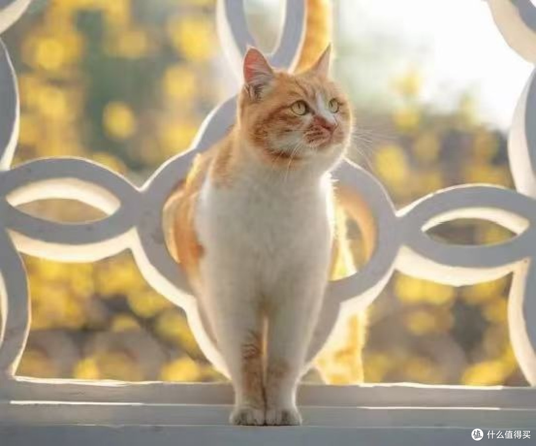 希喂猫粮怎么样?2026最新天然猫粮排行榜新鲜出炉