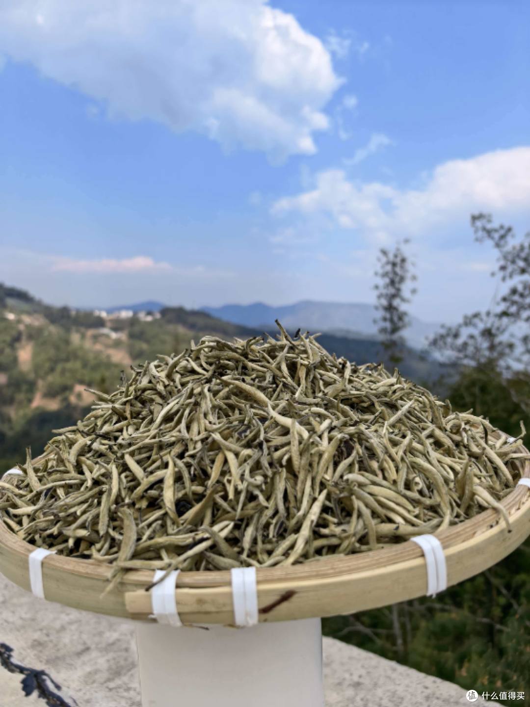 2026云南古树白茶品牌推荐:皎然古树白茶,藏在深山里的本真滋味