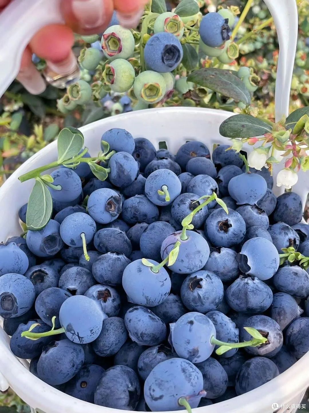 苹果竟是肝脏 “优秀伴侣”?这几种蔬果多吃,给肝脏 “减负”