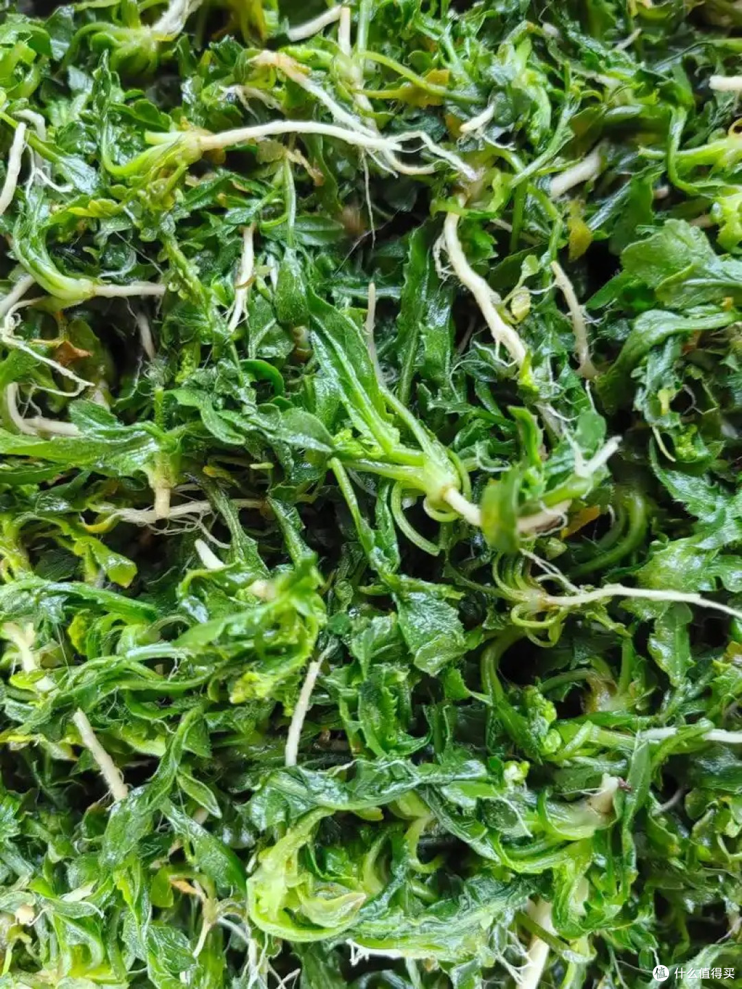 一口荠菜，嚼出春日鲜
