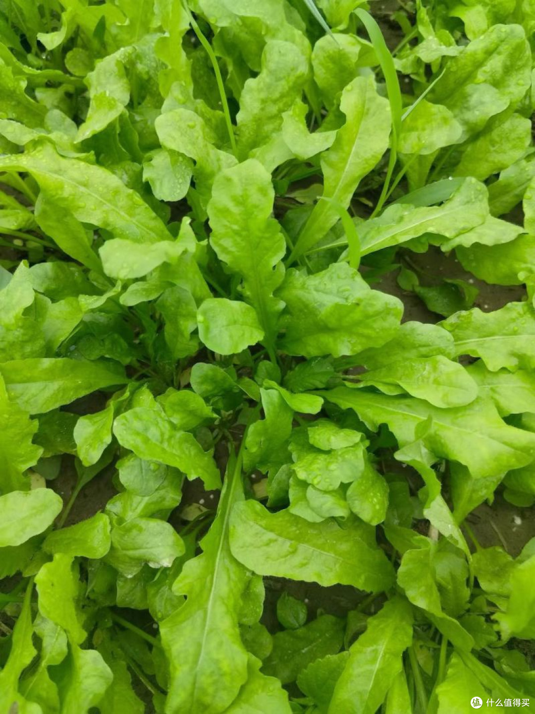 一口荠菜，嚼出春日鲜