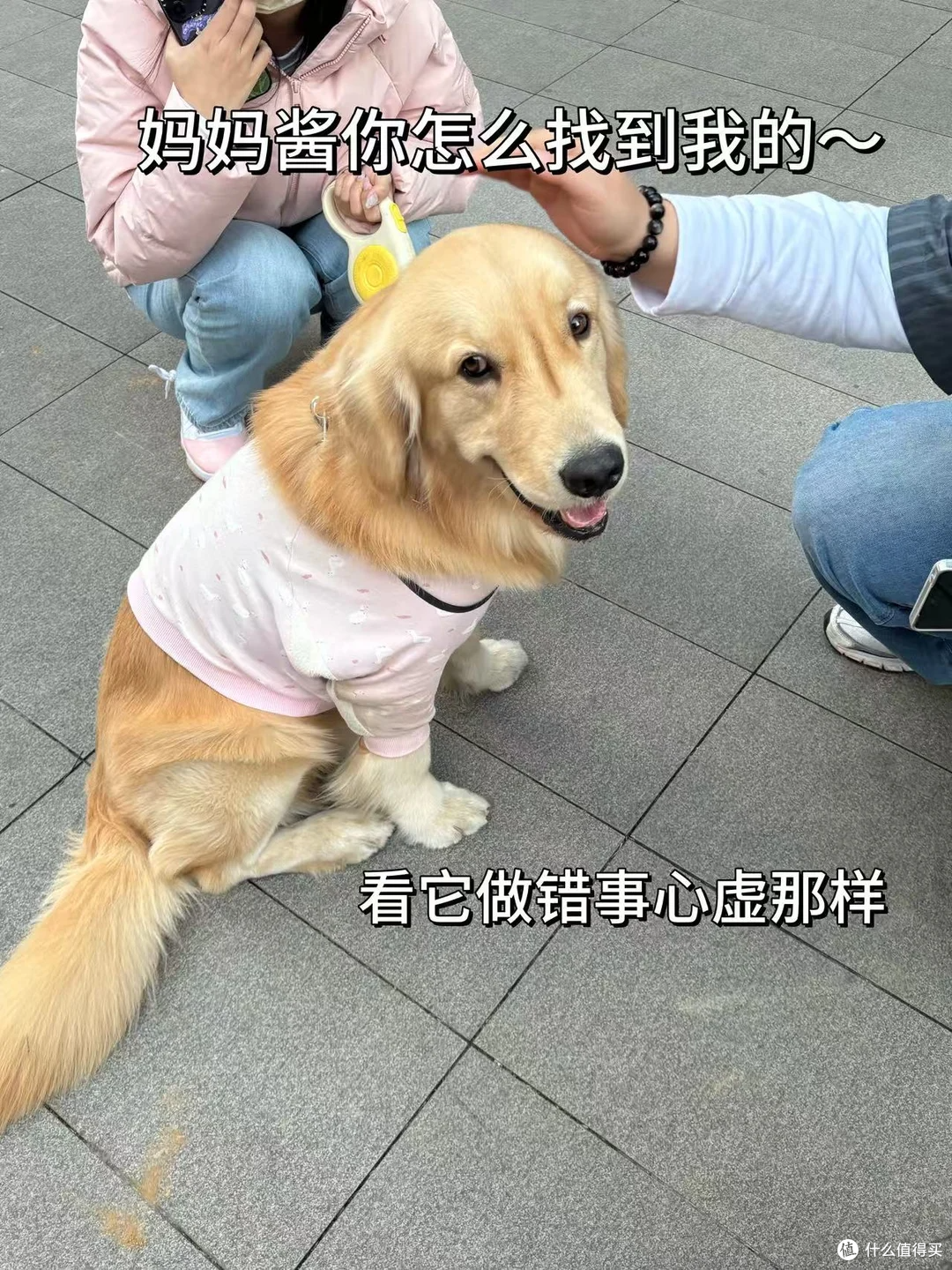 多亏了这个它!养了8年的狗差点丢了