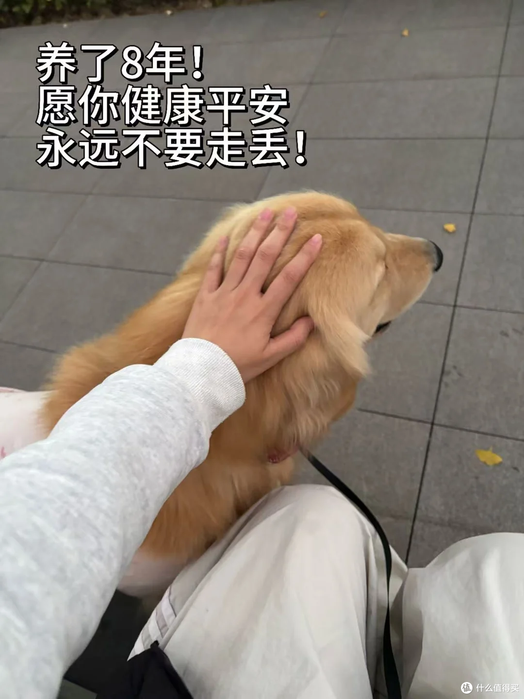 多亏了这个它!养了8年的狗差点丢了