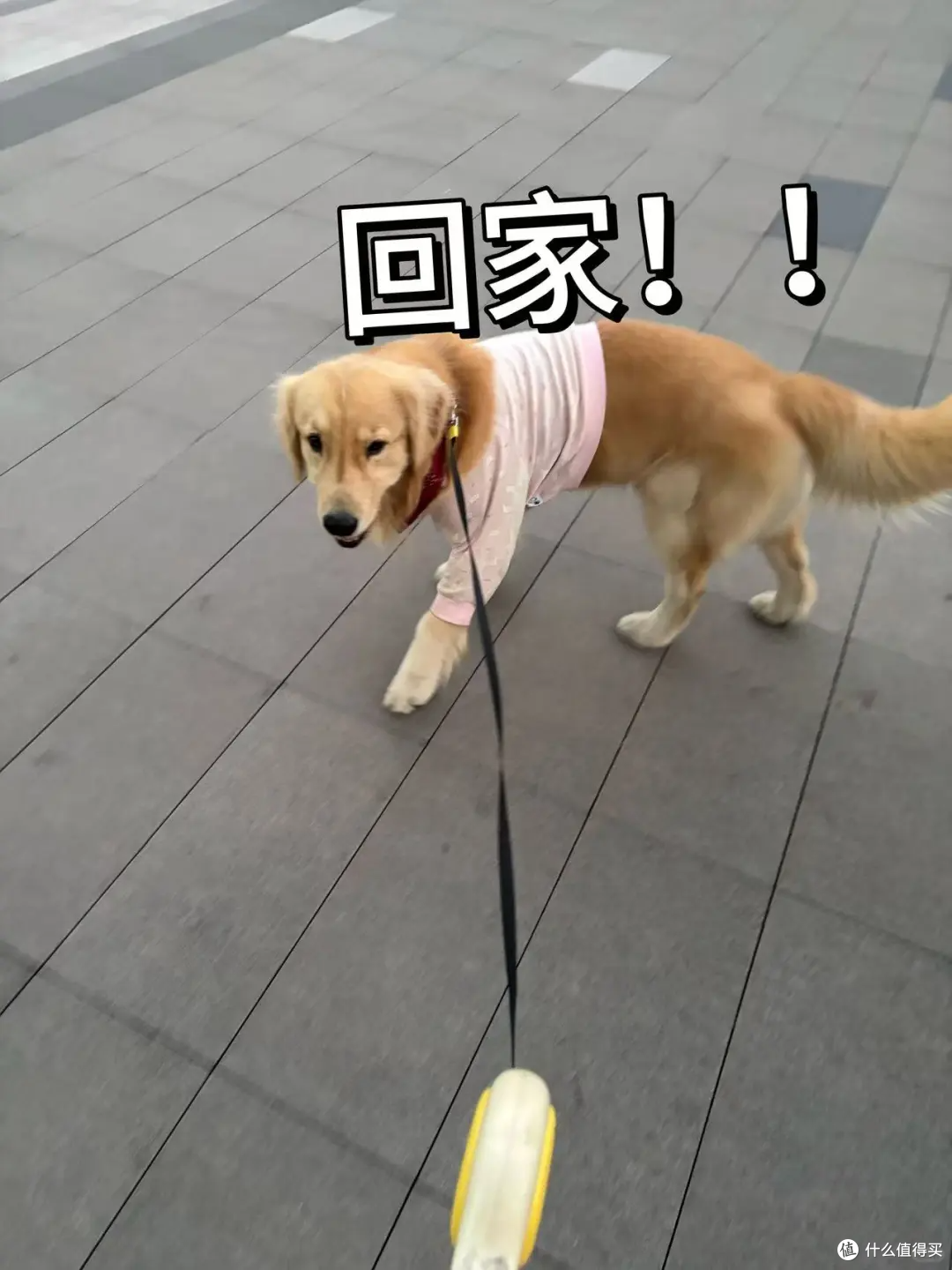 多亏了这个它!养了8年的狗差点丢了