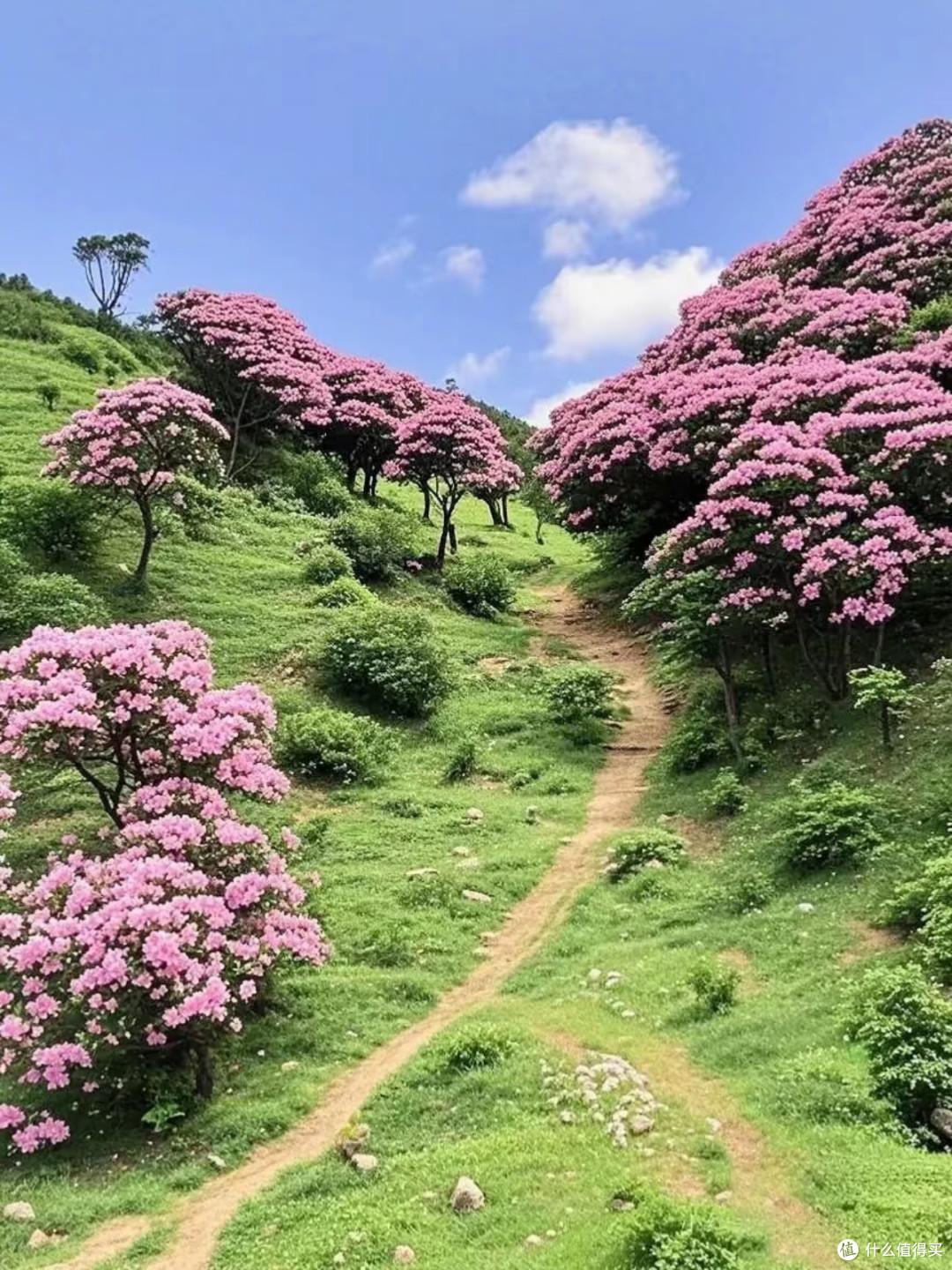 春季出游|八排山云锦杜鹃花海,广东香格里拉的云端浪漫