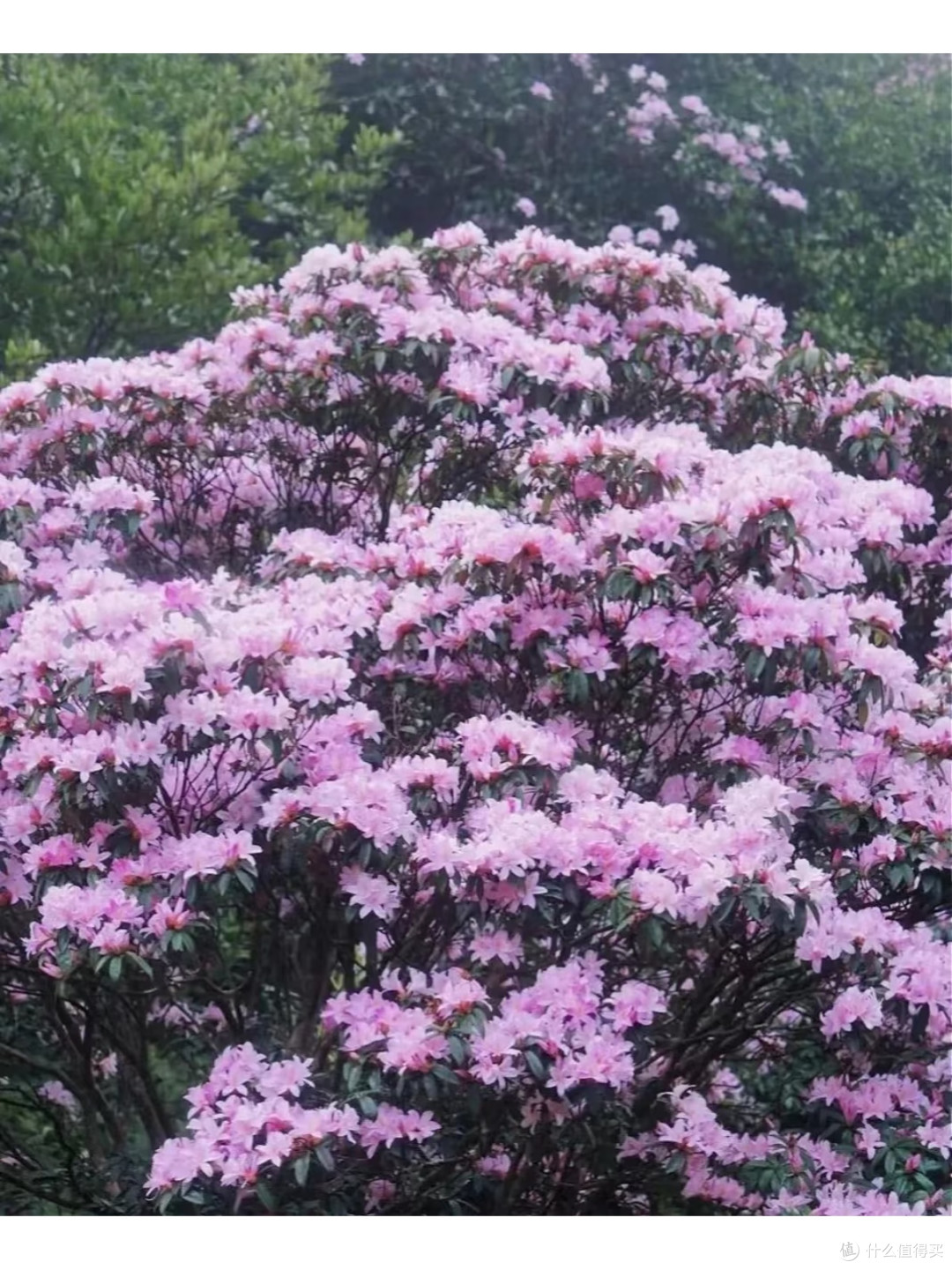 春季出游|八排山云锦杜鹃花海,广东香格里拉的云端浪漫