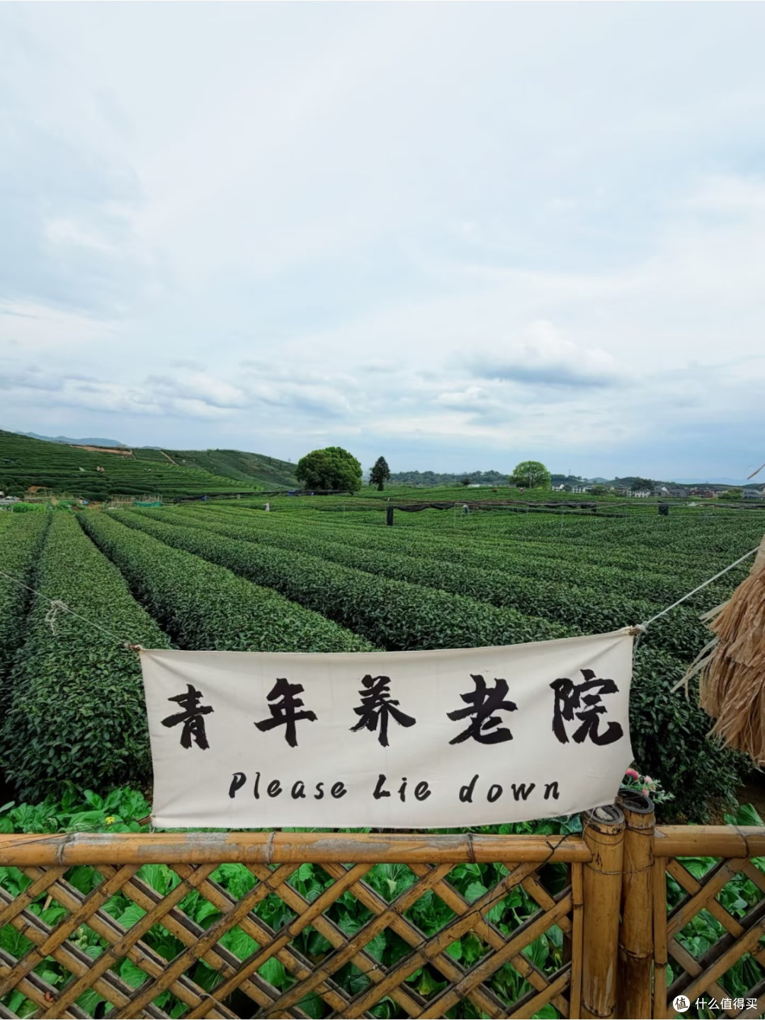 春季出游|龙坞茶镇轻徒步,把春天揉进万亩茶山里