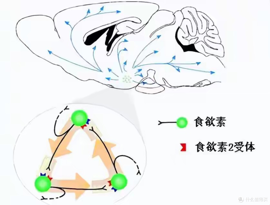 告别药物依赖!这款新型安眠药,让你自然入睡更健康