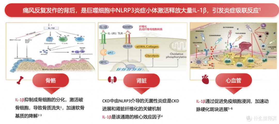 金蓓欣 vs 非布司他、别嘌醇等降尿酸药:作用机制与适用人群解析