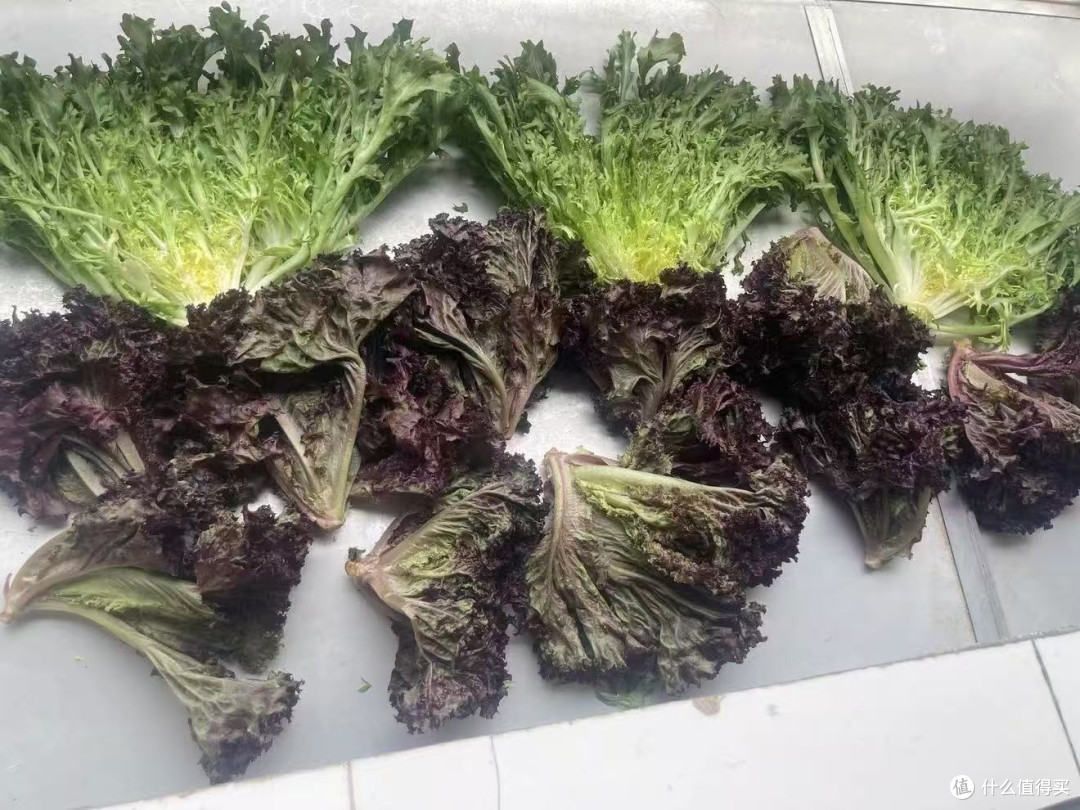 千牛优福球生菜！汉堡沙拉脆到心坎✨