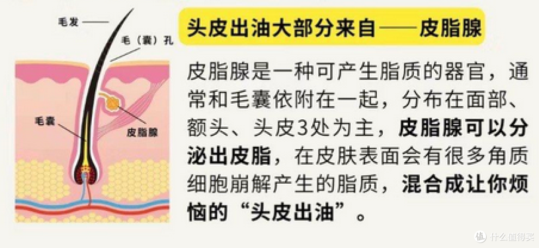 头发一天就油？你可能一直在做错这件事！