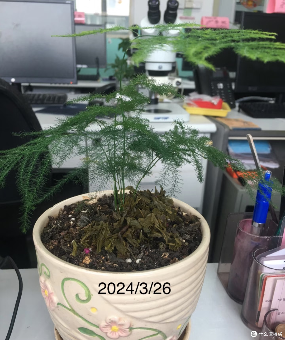 辽宁一大爷,养文竹喂“3种废渣”,嗖嗖长,枝繁叶茂“成精了”