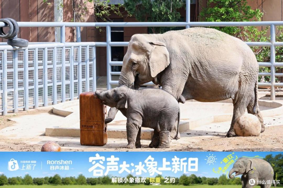 容声大冰象携手小象“撒欢”,用270公斤食材上演“称象”挑战