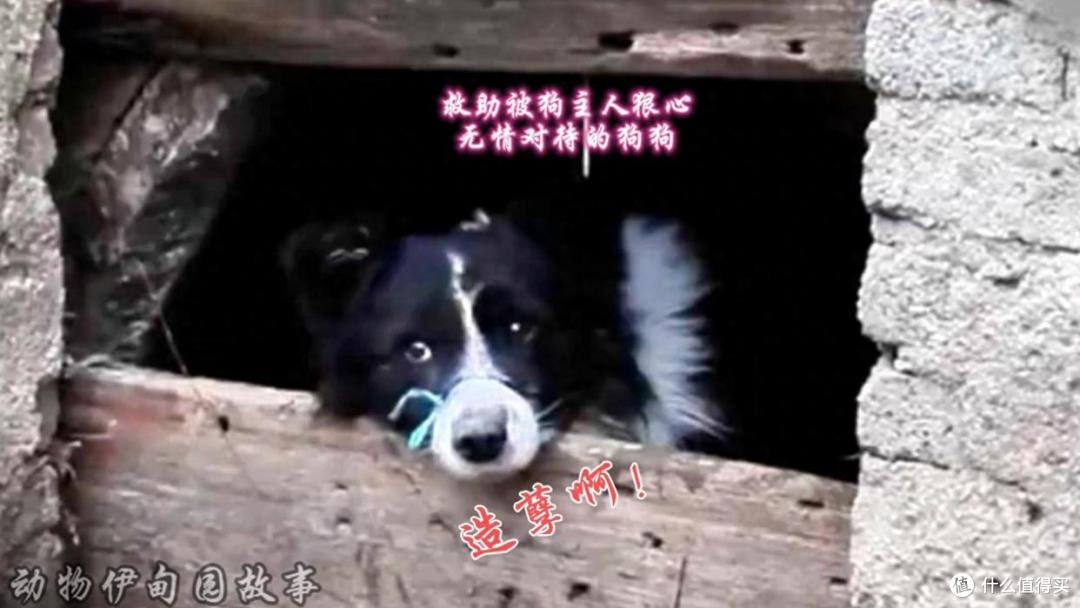 倒霉的狗狗没有遇到好主人,因主人感情不和被连累