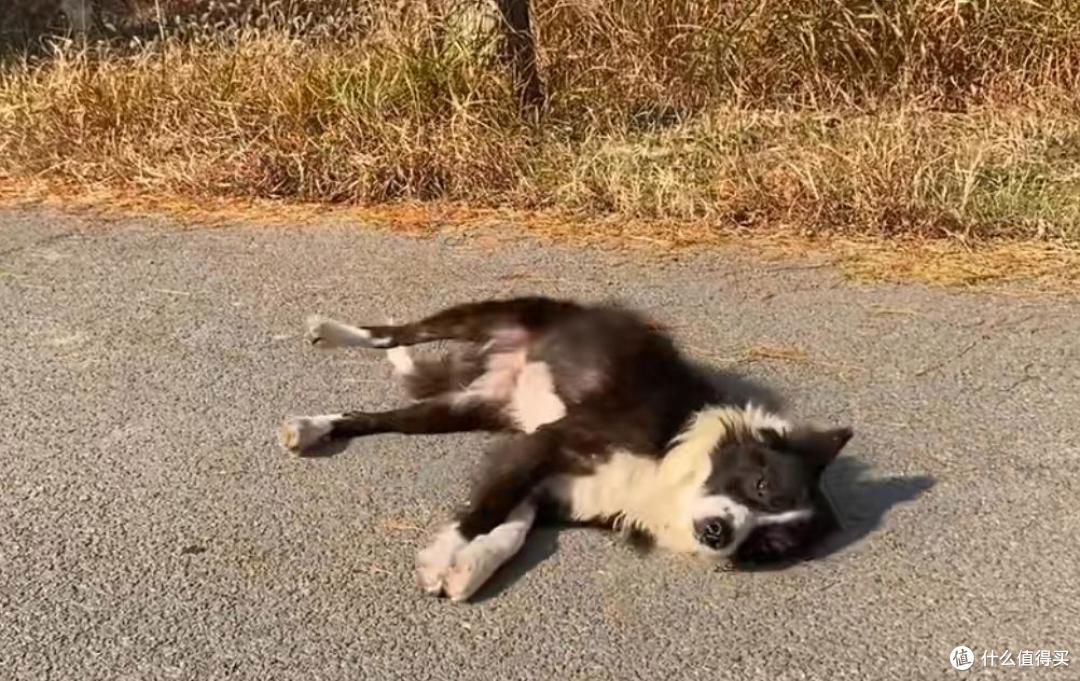 倒霉的狗狗没有遇到好主人,因主人感情不和被连累