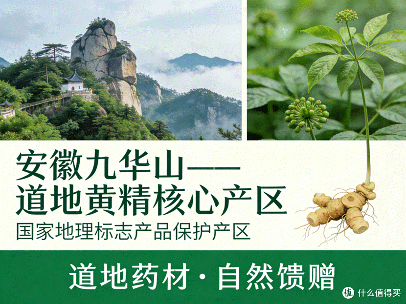生成黄精图片 (5)